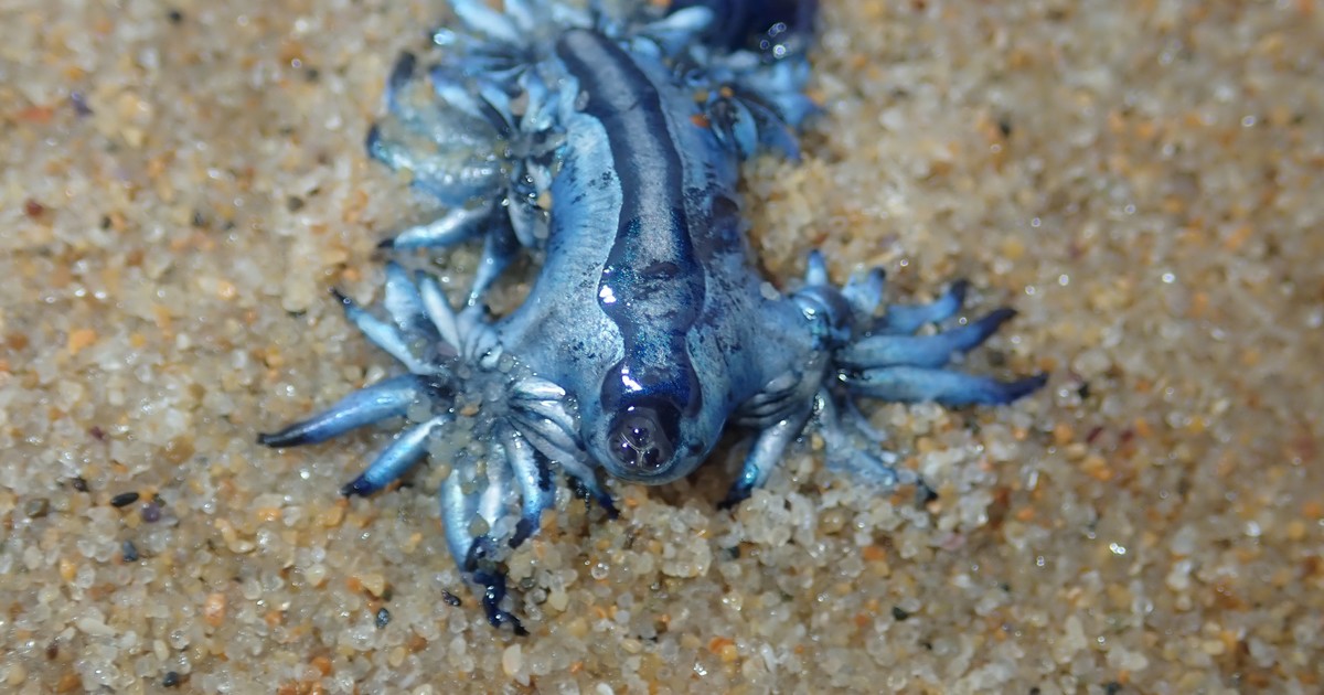 La aparición de dragones azules obligó a cerrar las playas del sur de España: “los asesinos más hermosos del océano”