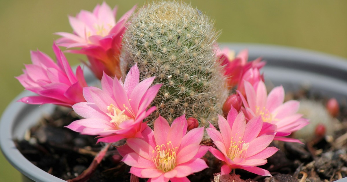 Antes de comprar un cactus: esto es lo que tenés que saber si querés que florezca