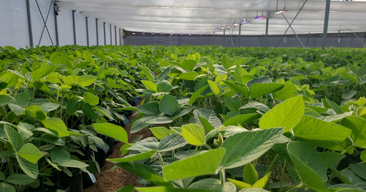 Previsibilidad y reconocimiento genético: las claves para que Argentina alcance su potencial productivo en cinco años