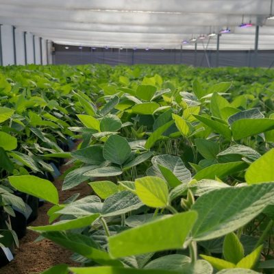 Previsibilidad y reconocimiento genético: las claves para que Argentina alcance su potencial productivo en cinco años