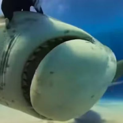 Video POV: un tiburón se tragó una cámara y grabó imágenes inéditas